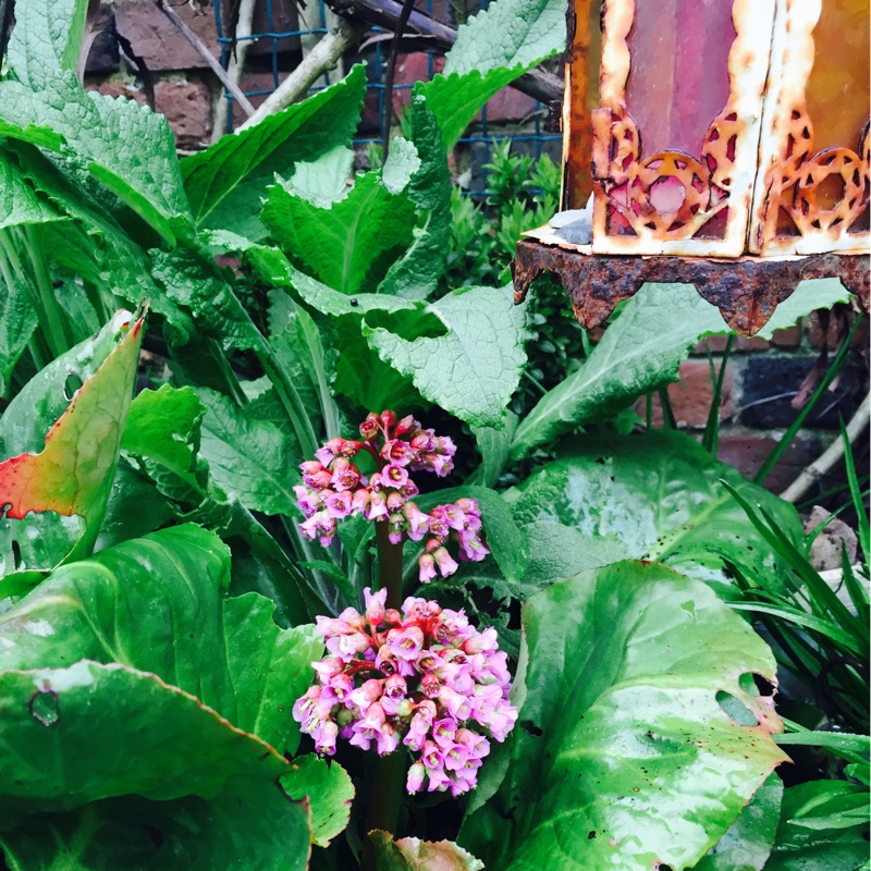 plant image 58587