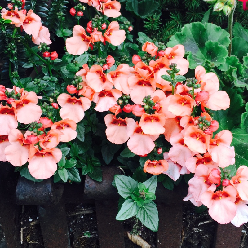 Plant image Nemesia strumosa 'St George'