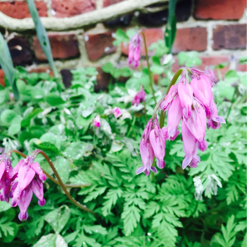 Plant image Dicentra formosa 'Cox's Dark Red'