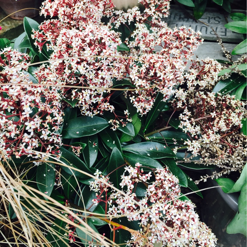 Plant image Skimmia japonica 'White Bella'