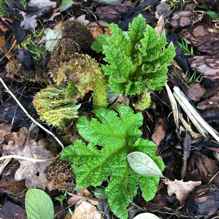 plant image 666684