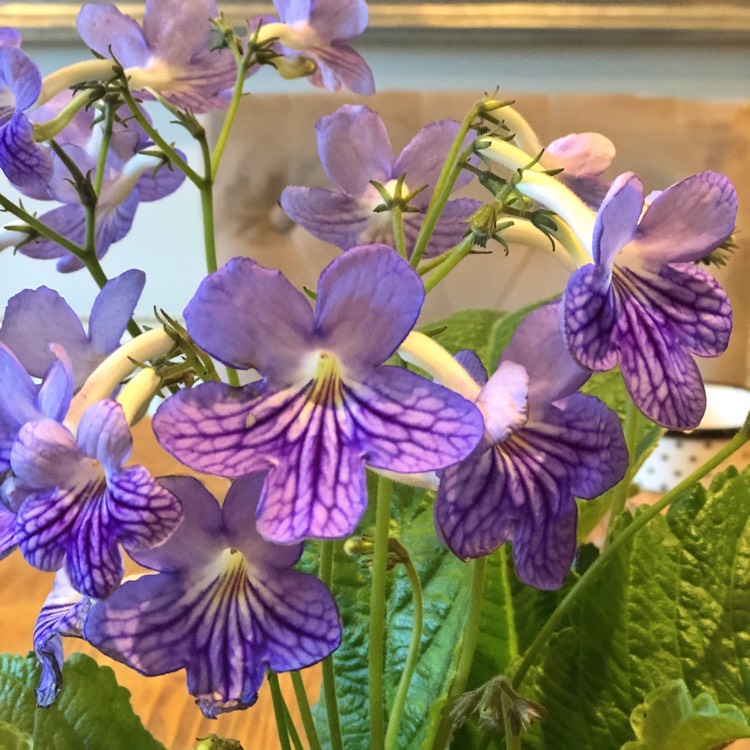 plant image 681546