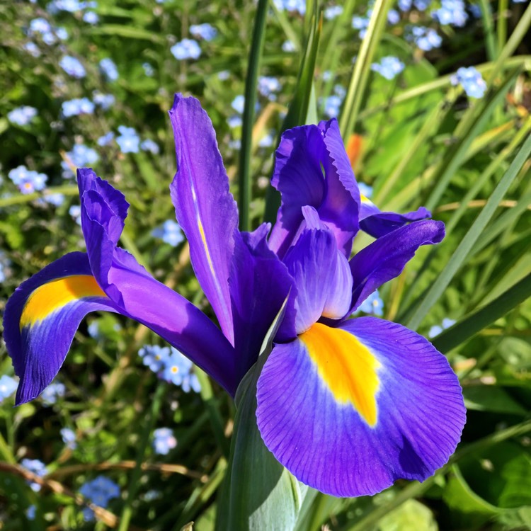 plant image 702535