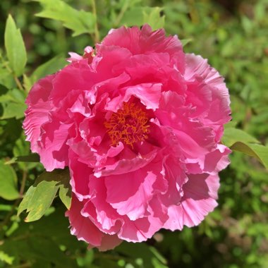 Paeonia x suffruticosa 'Kamada-fuji' syn. Paeonia x suffruticosa 'Kamata-fuji'