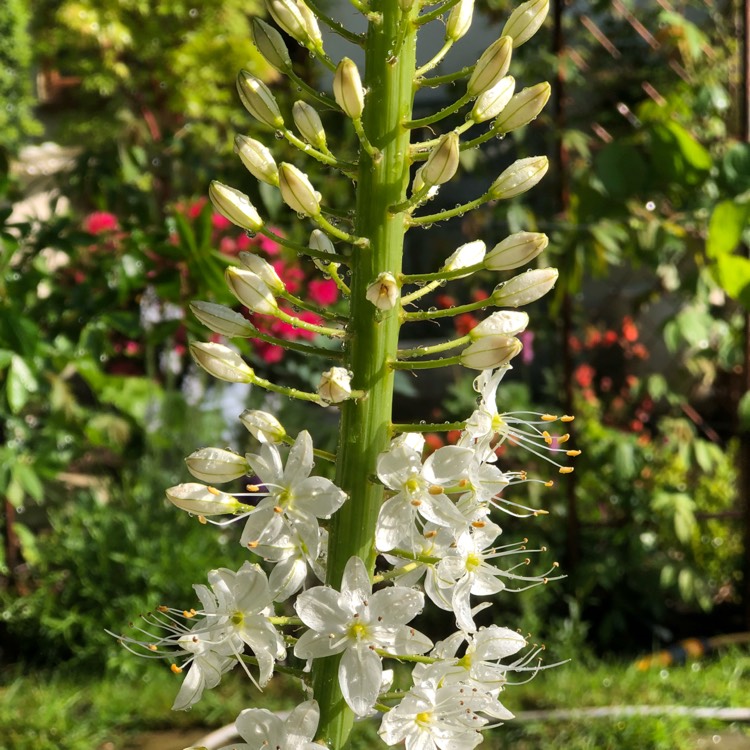 plant image 705779