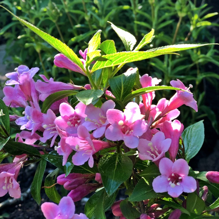 Plant image Weigela 'Plangen' syn. Weigela 'Pink Poppet'