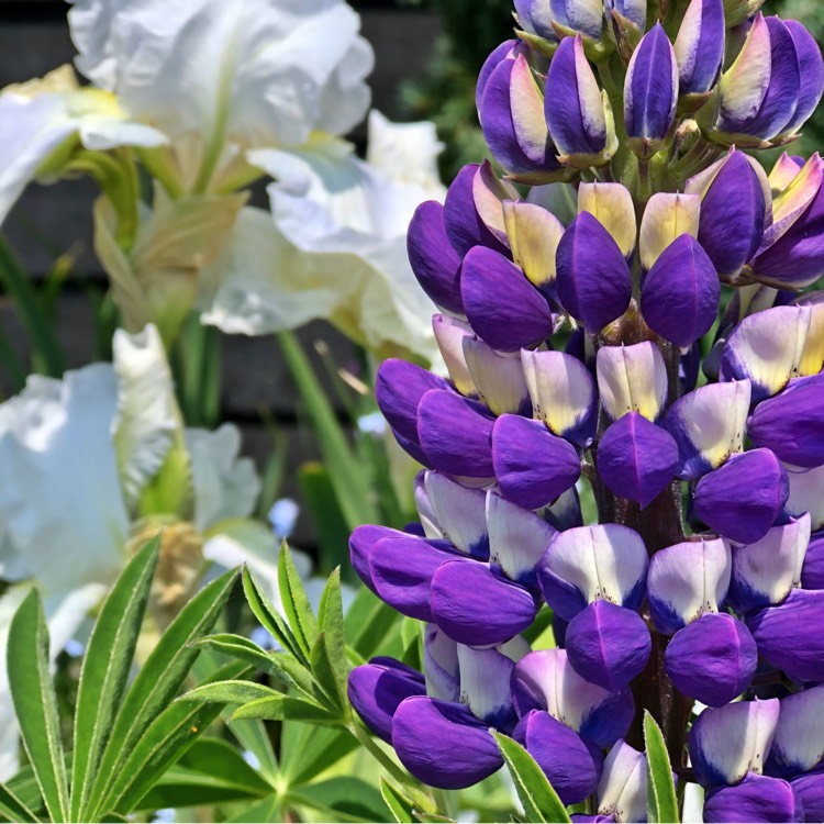 Plant image Lupinus 'Purple Emperor'