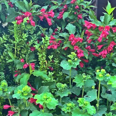 Weigela 'Bristol Ruby'
