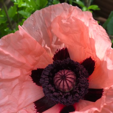 Papaver (Oriental Group) 'Prinzessin Victoria Louise' syn. Papaver orientale 'Princess Victoria Louise'