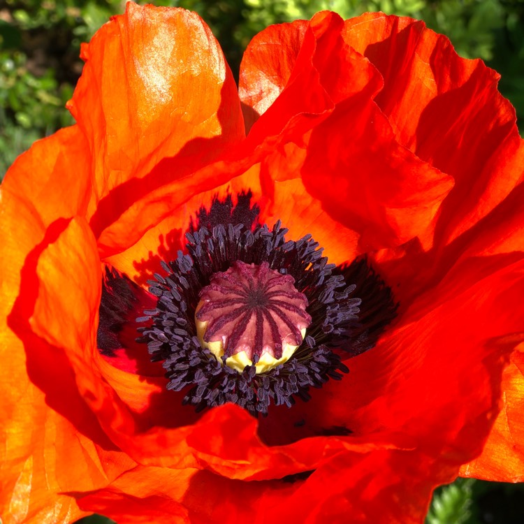 plant image 717576