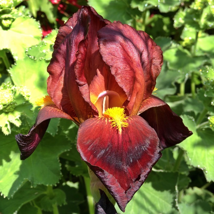 plant image 720468