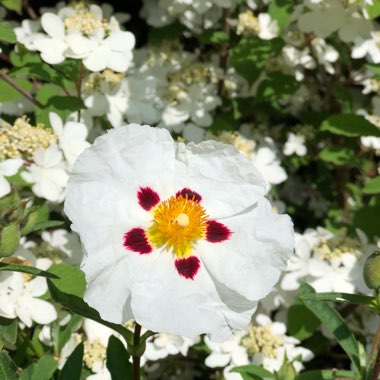 Cistus x cyprius