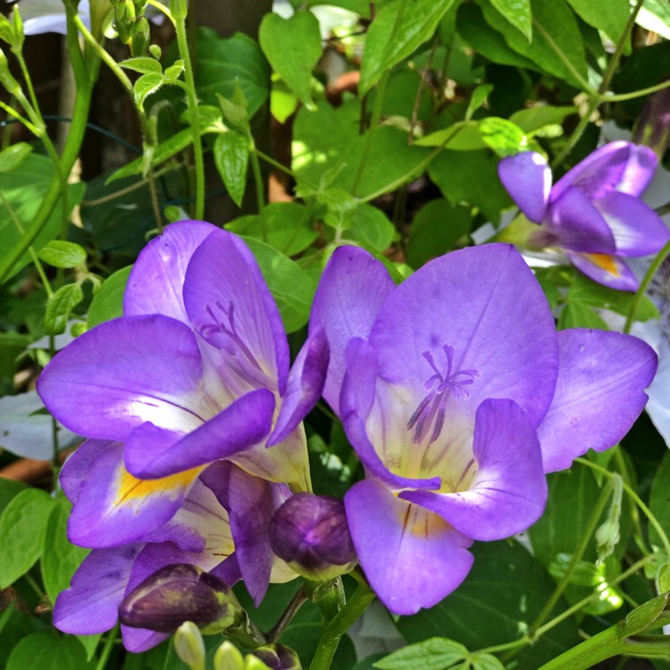 Plant image Freesia 'Delta River' syn. Freesia 'Avila', Freesia 'Castor', Freesia 'Cote d'Azur', Freesia 'Dark Purple Extra'