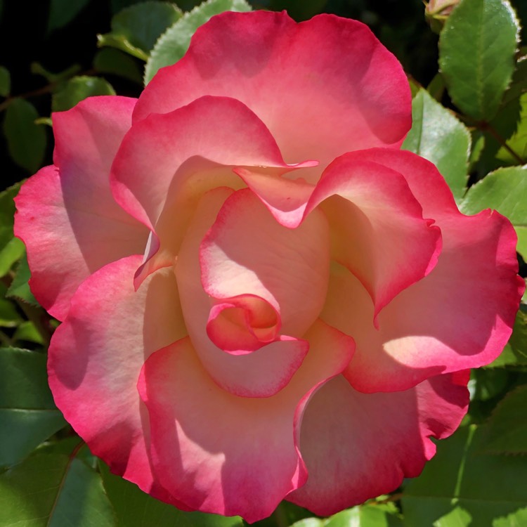 plant image 745151 plant image 745151