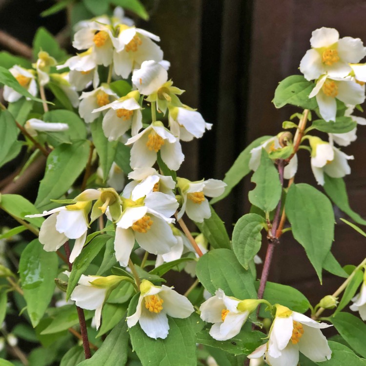 Plant image Philadelphus 'Manteau d'Hermine'