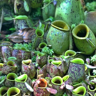 Nepenthes