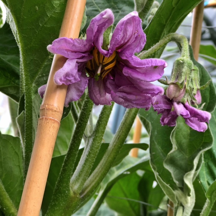 plant image 752172