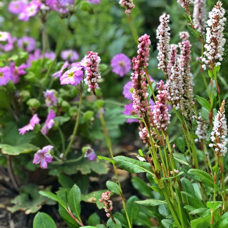 plant image 755920