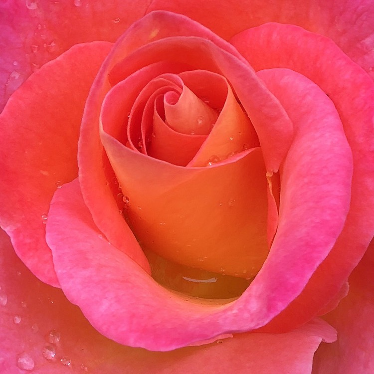 plant image 759898
