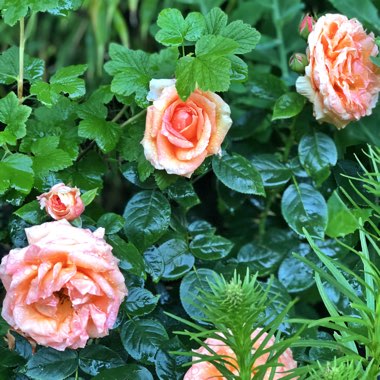Rosa 'Ausbrass' syn. Rosa 'The Lady Gardener'