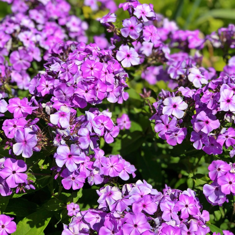 Plant image Phlox paniculata 'Purple Kiss'
