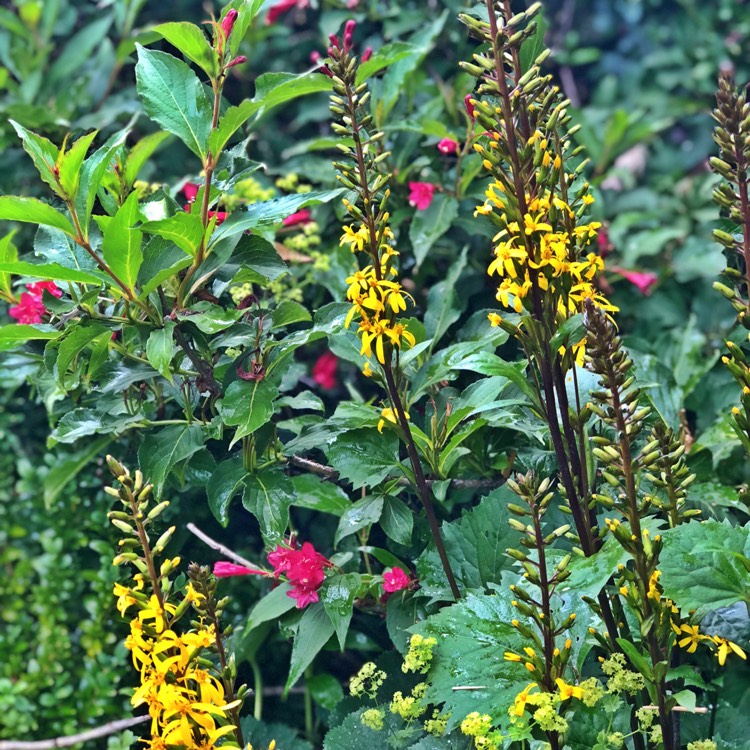 Plant image Ligularia 'Zepter'