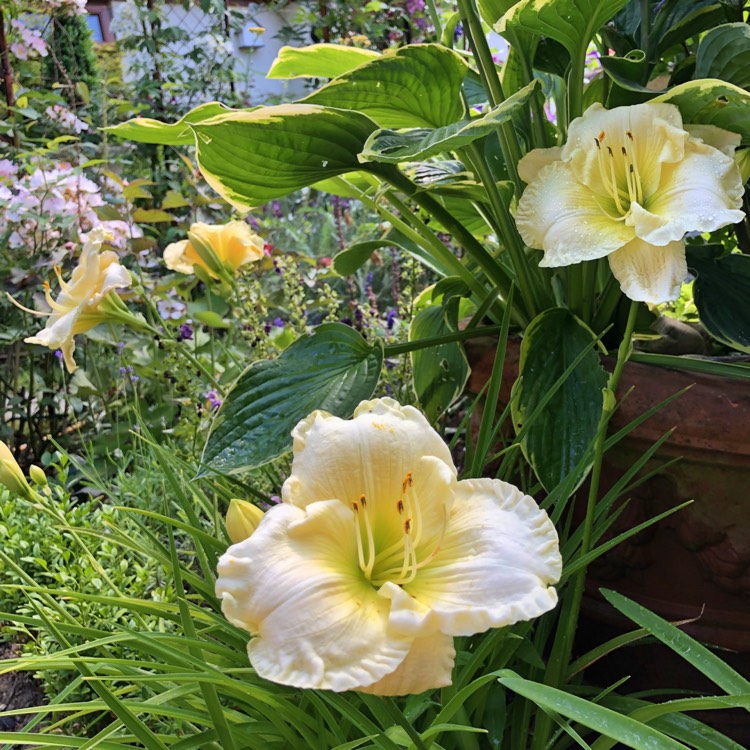 plant image 771344