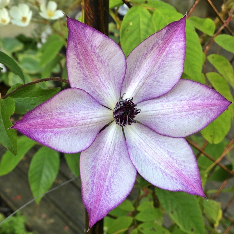 plant image 773981