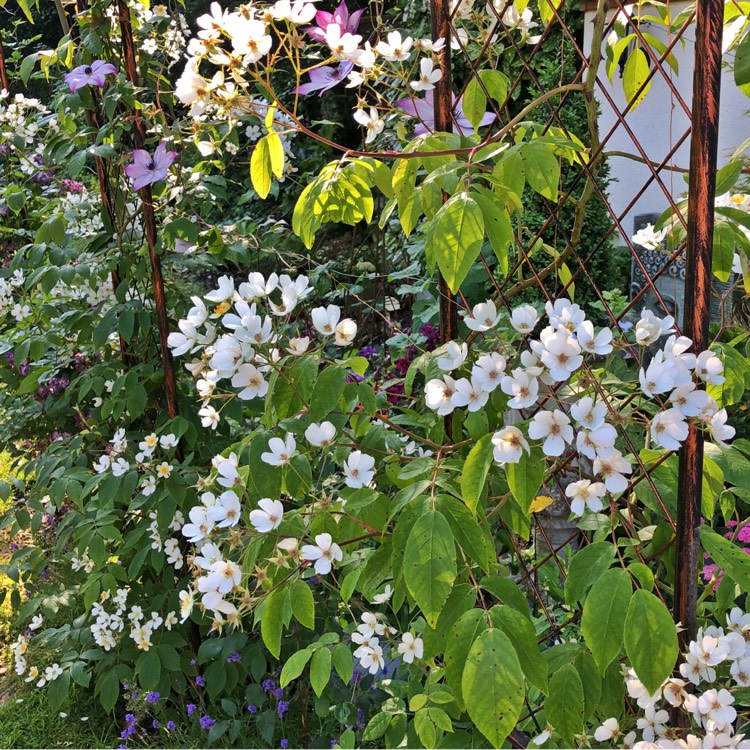 plant image 776711