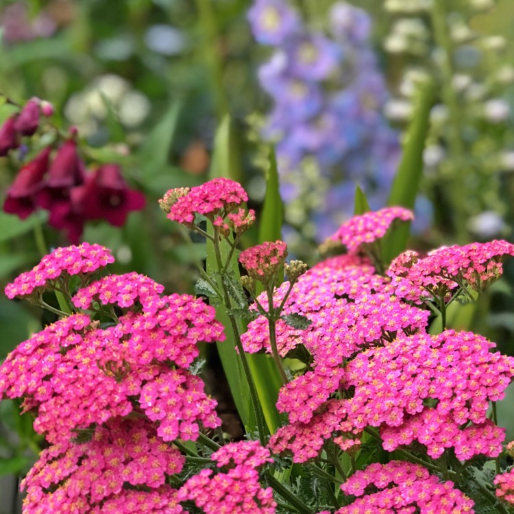 Plant image Achillea millefolium 'Rosea'