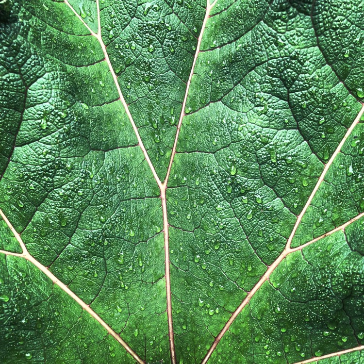 plant image 783065