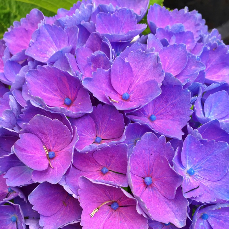 plant image 784752