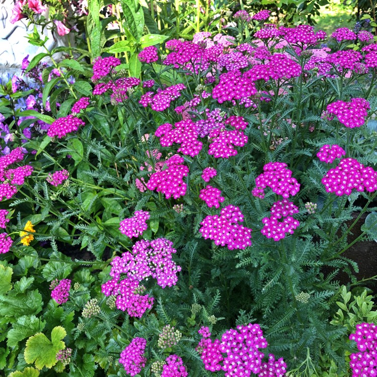 plant image 788945 plant image 788945
