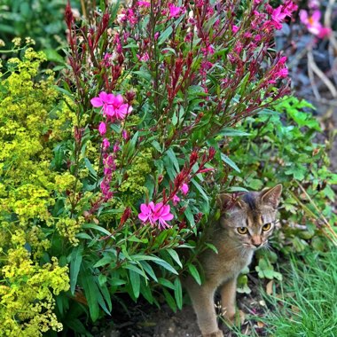 Oenothera lindheimeri 'Passionate Rainbow' syn. Gaura lindheimeri 'Passionate Rainbow'