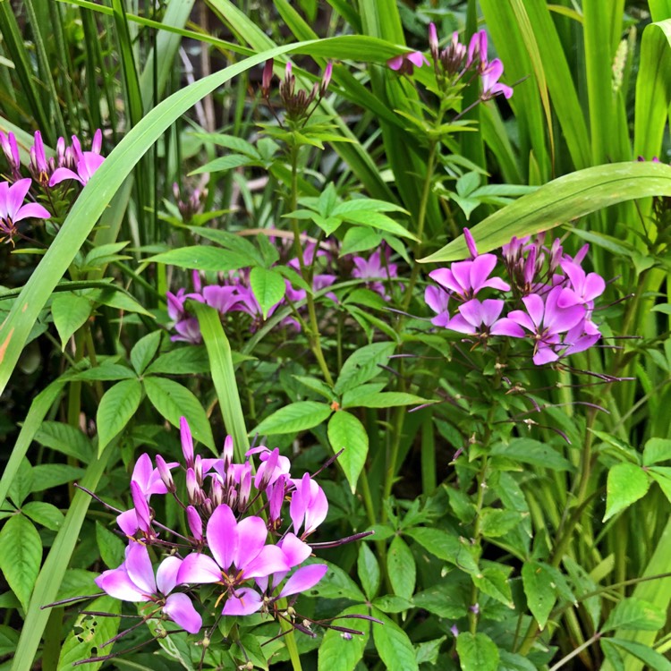 Plant image Cleome hassleriana 'Senorita Rosalita'