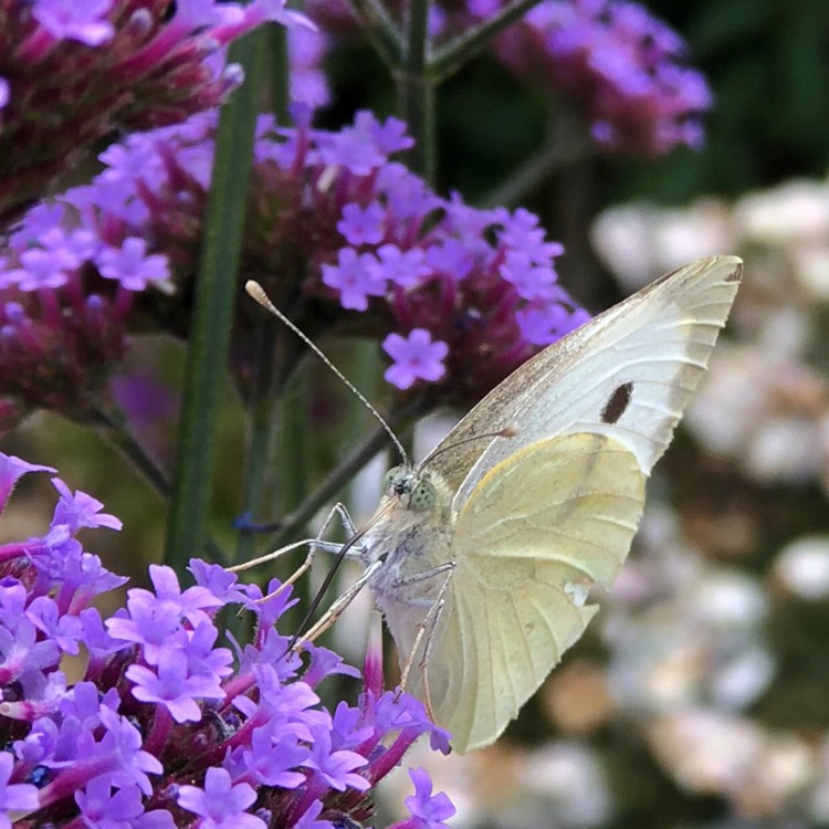 Plant image Verbena bonariensis