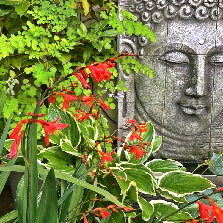 Plant image Crocosmia