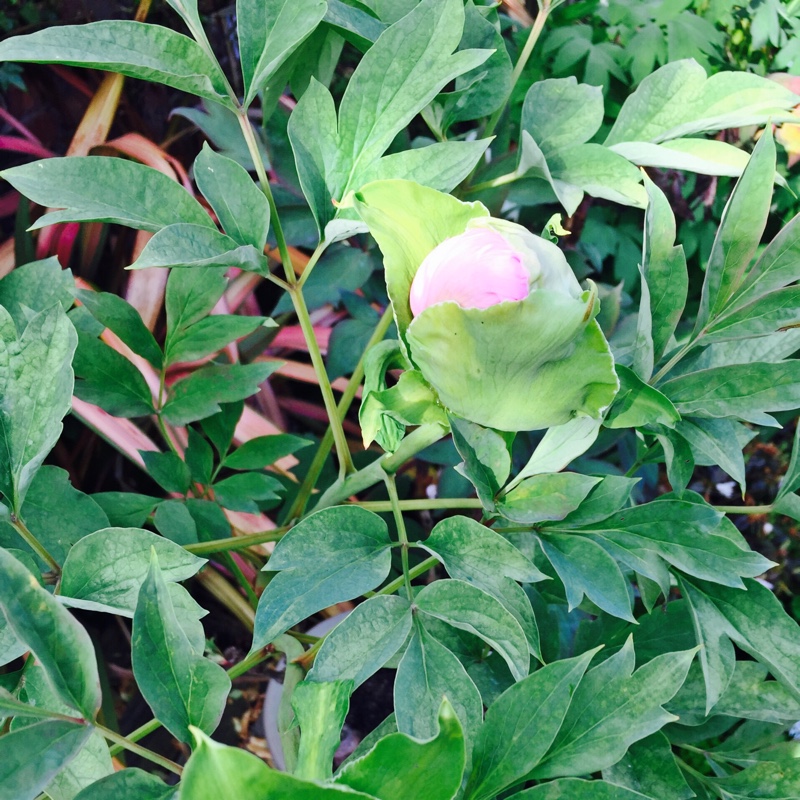 plant image 79860