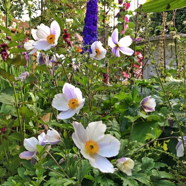 Anemone 'Macane001' syn. Anemone 'Wild Swan'