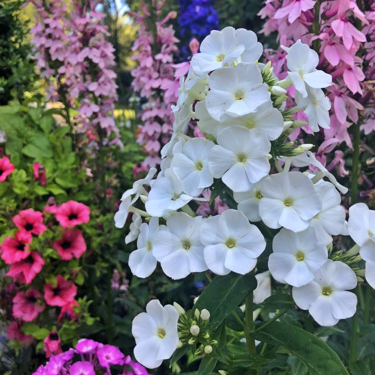 plant image 805278