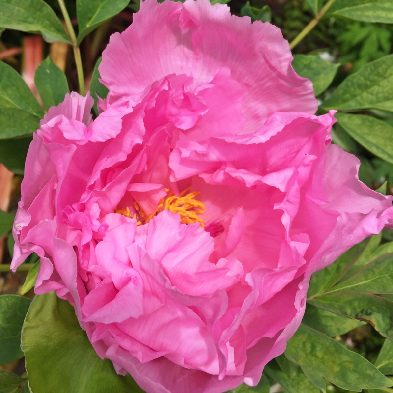 Plant image Paeonia x suffruticosa 'Lan Bao Shi' syn. Paeonia x suffruticosa 'Blue Sapphire', Paeonia x suffruticosa 'Blue Jewel'
