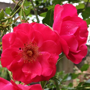 Rosa 'Olympic Flame' syn. Rosa 'Red Facade'