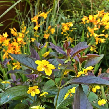 Lysimachia ciliata 'Firecracker'