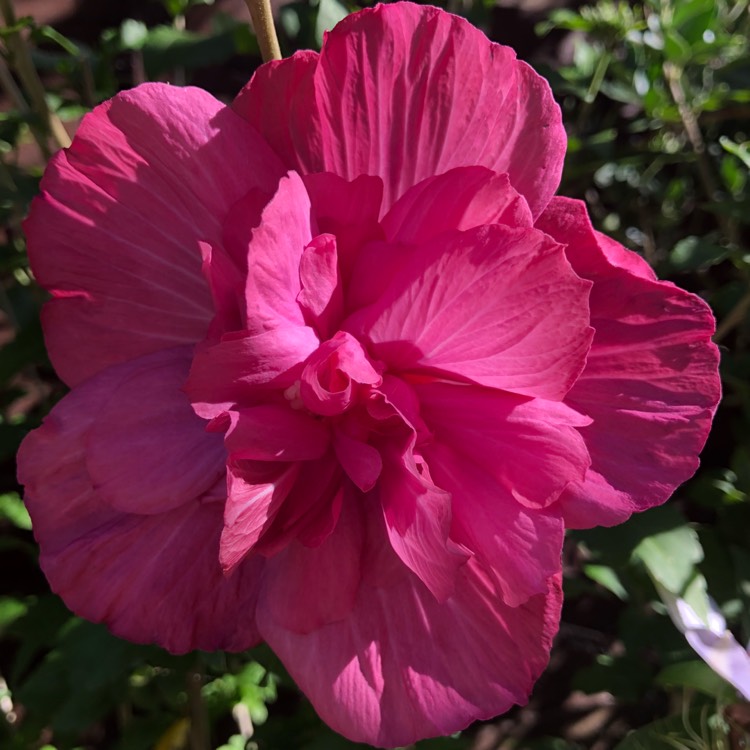 plant image 810999