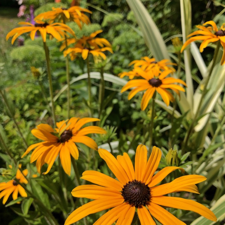 plant image 811132