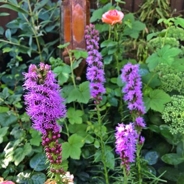 Liatris spicata 'Kobold'