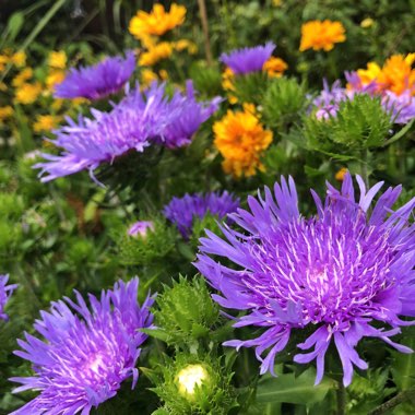 Stokesia laevis 'Blue Frills'