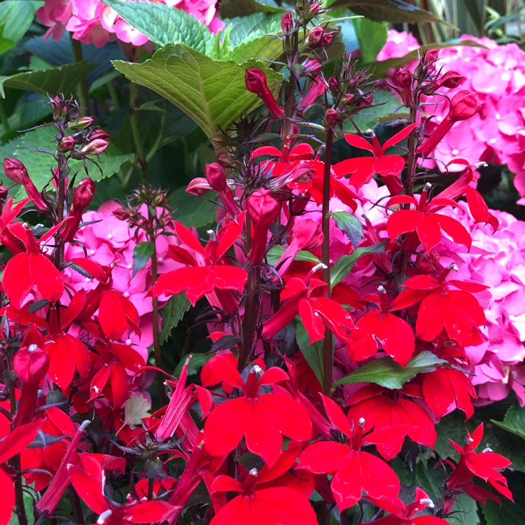 Plant image Lobelia x speciosa 'Starship Scarlet'