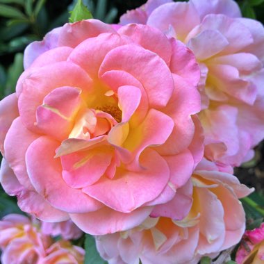 Rosa 'Lady Marmalade'