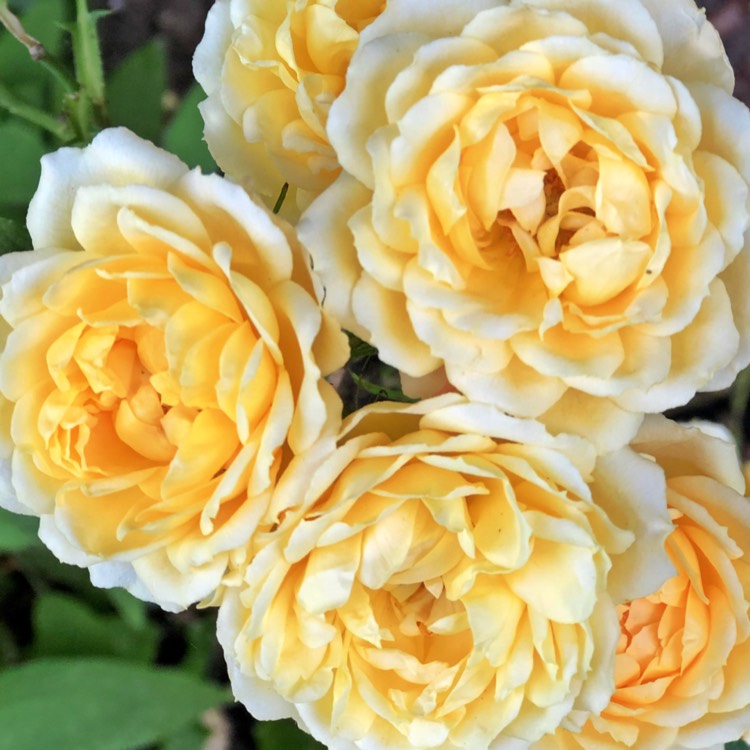 Plant image Rosa 'Sweet Memories'